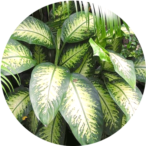 A Dieffenbachia houseplant with light green leaves with a dark green outline.